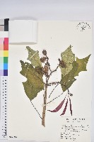 聖誕紅、一品紅藏品圖，第1張