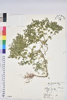 荸艾類大戟藏品圖，第1張