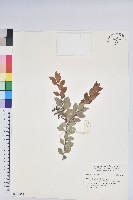 登錄號:S168876藏品圖，第1張