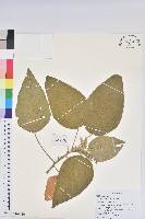 屏東鐵莧藏品圖，第1張