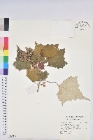 臺灣白匏子藏品圖，第1張