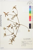 黃氏鐵線蓮藏品圖，第1張