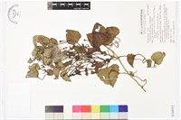 屏東鐵線蓮藏品圖，第1張