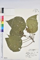 血桐藏品圖，第1張