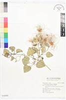 屏東鐵線蓮藏品圖，第1張