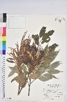 星刺栲、羅浮錐藏品圖，第1張