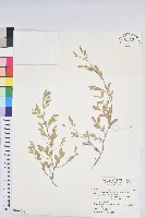 假葉下珠藏品圖，第1張