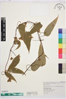 薄單葉鐵線蓮藏品圖，第1張
