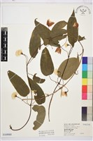 薄單葉鐵線蓮藏品圖，第1張