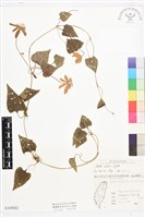 屏東鐵線蓮藏品圖，第1張