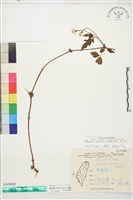 繡球藤藏品圖，第1張