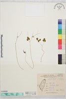 臺灣唐松草、臺灣鐵大烏藏品圖，第1張