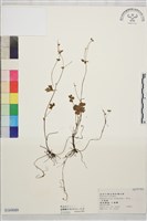 辣子草、揚子毛茛藏品圖，第1張