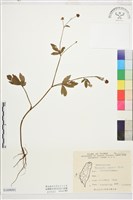 毛茛藏品圖，第1張