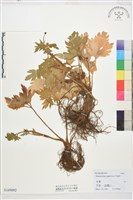 毛茛藏品圖，第1張