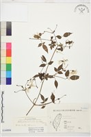 巴氏鐵線蓮藏品圖，第1張