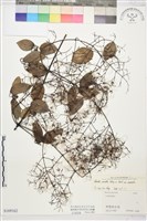 柱果鐵線蓮藏品圖，第1張