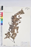 白飯樹藏品圖，第1張