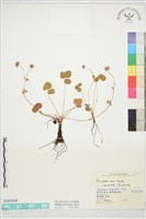 登錄號:S169348藏品圖，第1張