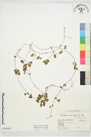 登錄號:S169349藏品圖，第1張