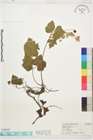 小白頭翁藏品圖，第1張