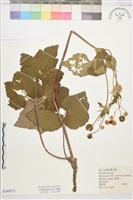 小白頭翁藏品圖，第1張