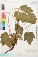 小白頭翁藏品圖，第1張