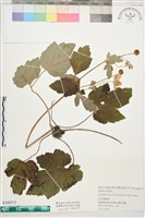 小白頭翁藏品圖，第1張