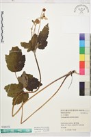 小白頭翁藏品圖，第1張