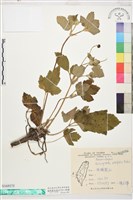 小白頭翁藏品圖，第1張