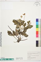 小白頭翁藏品圖，第1張