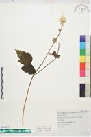 小白頭翁藏品圖，第1張