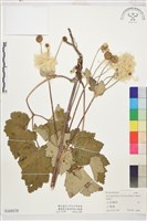 小白頭翁藏品圖，第1張