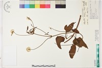 田代氏鐵線蓮藏品圖，第1張