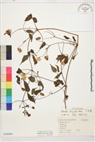 小木通藏品圖，第1張