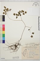 微毛爪哇唐松草藏品圖，第1張