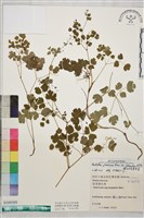 微毛爪哇唐松草藏品圖，第1張