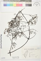 麥氏鐵線蓮藏品圖，第1張