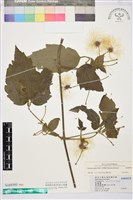 串鼻龍藏品圖，第1張