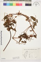 小木通藏品圖，第1張