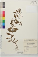 黑龍江柳葉菜藏品圖，第1張