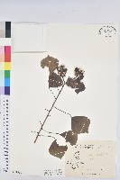 烏臼藏品圖，第1張