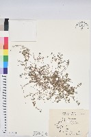 登錄號:S169531藏品圖，第1張