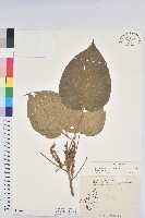 血桐藏品圖，第1張