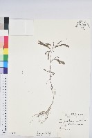 葉下珠、珠仔草藏品圖，第1張