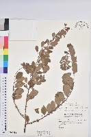 密花白飯樹藏品圖，第1張