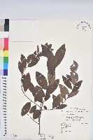 土密樹藏品圖，第1張