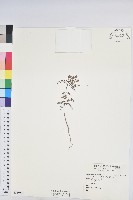 葉下珠、珠仔草藏品圖，第1張