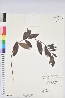 土密樹藏品圖，第1張