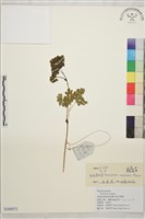 鉤柱唐松草藏品圖，第1張